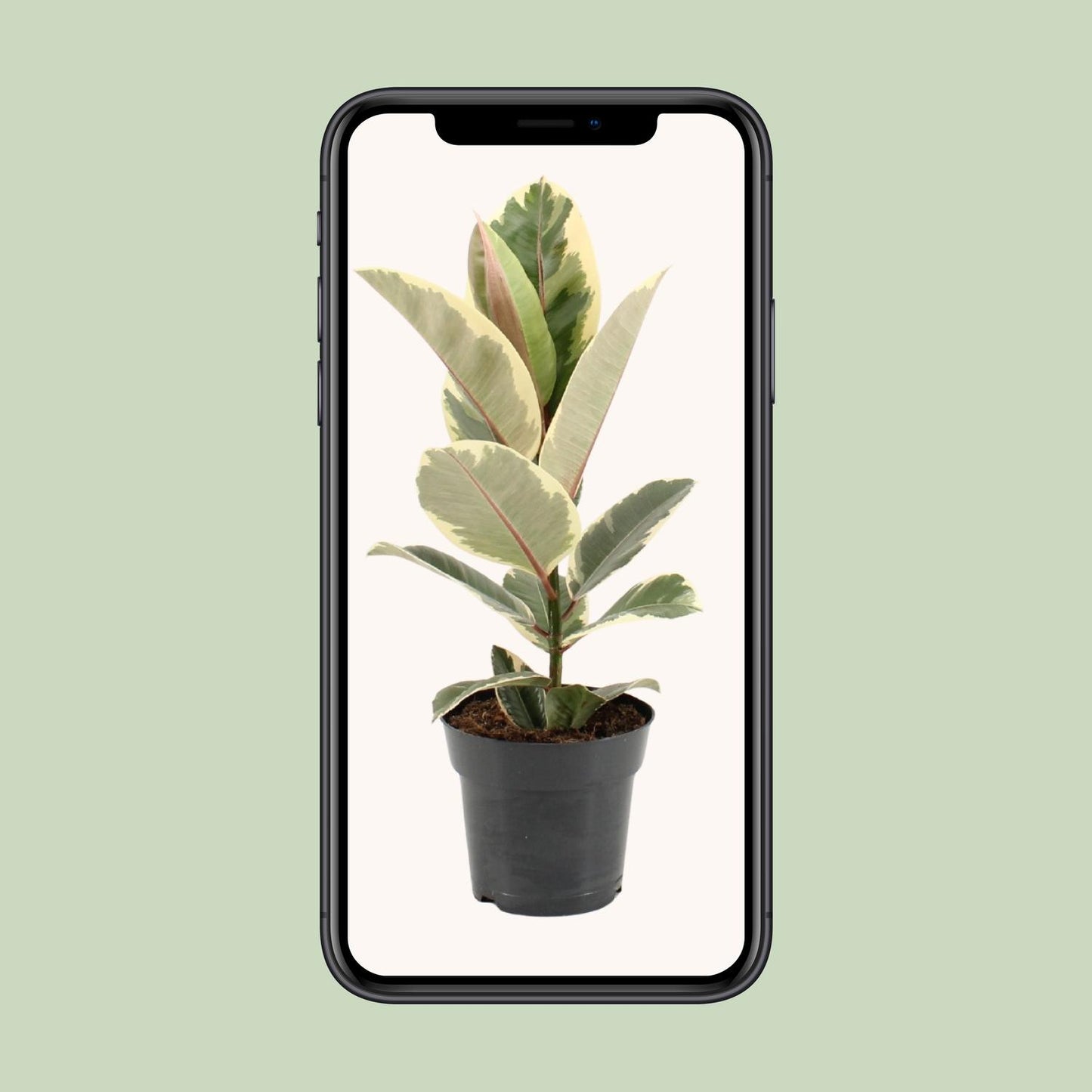 Ficus Elastica Tineke - Ø17cm - ↕55cm