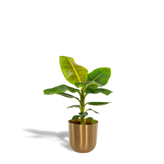 Musa Dwarf Cavendish - Ø21cm - ↕90cm + Topf Mayk Gold