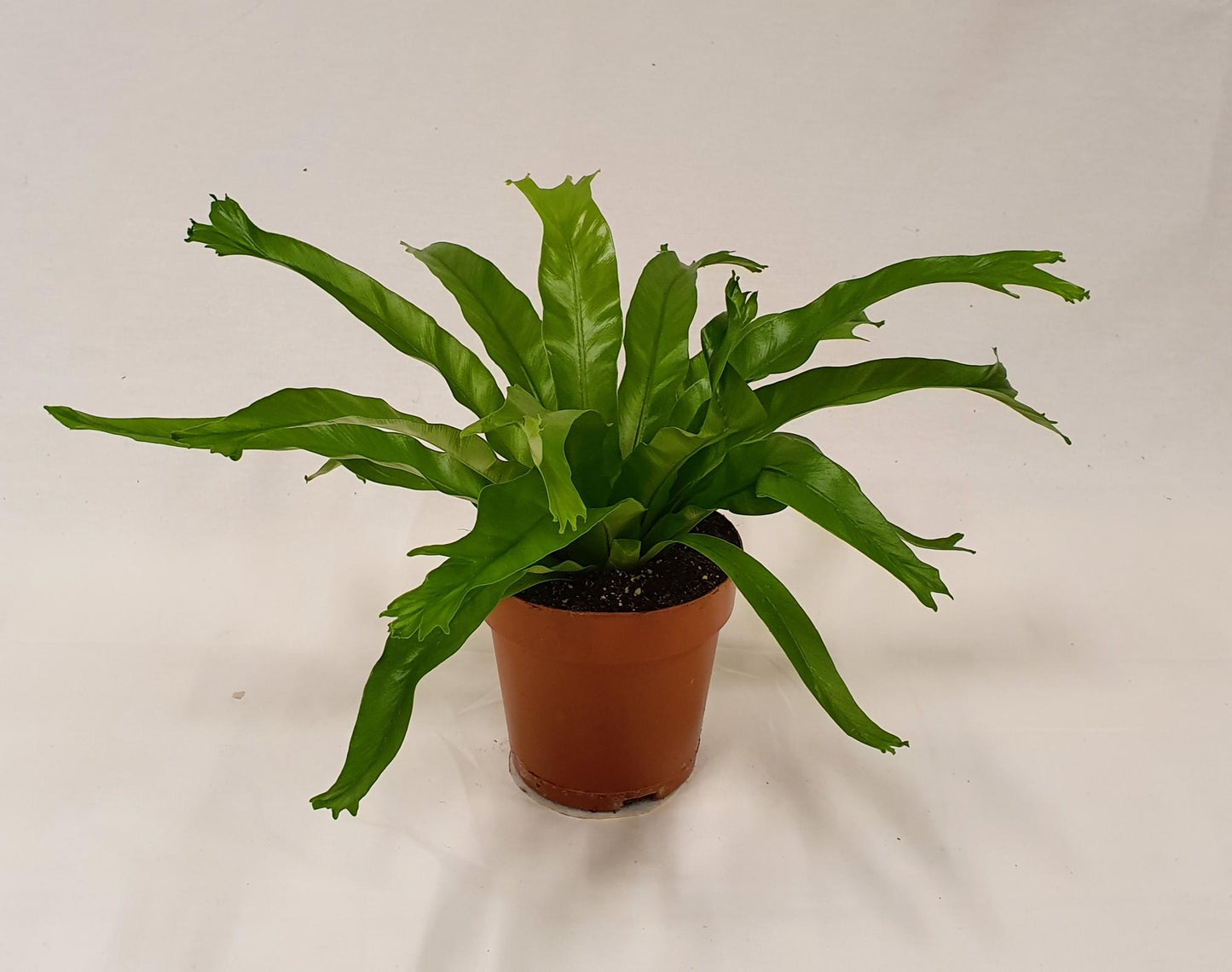 Asplenium Crissie - Ø12cm - ↕30cm