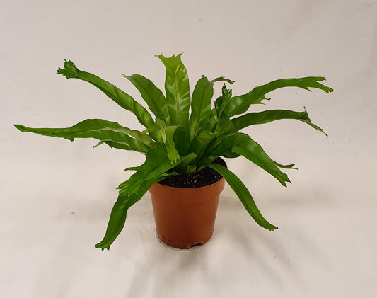 Asplenium Crissie - Ø12cm - ↕30cm