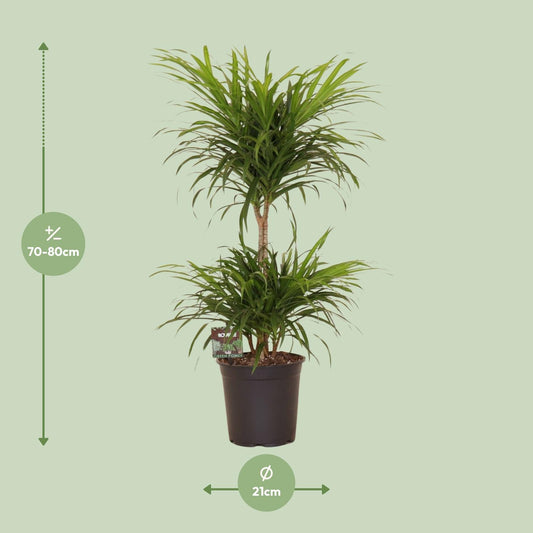 Dracaena Refl. Anita Variegata - Ø21cm - ↕80cm
