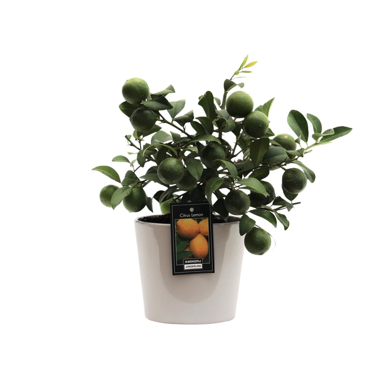 Citrus Lemon in Keramiek Roma Grijs - Ø16cm - ↕45cm