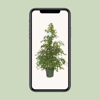 Ficus Benjamina Golden King - Ø27cm - ↕130cm