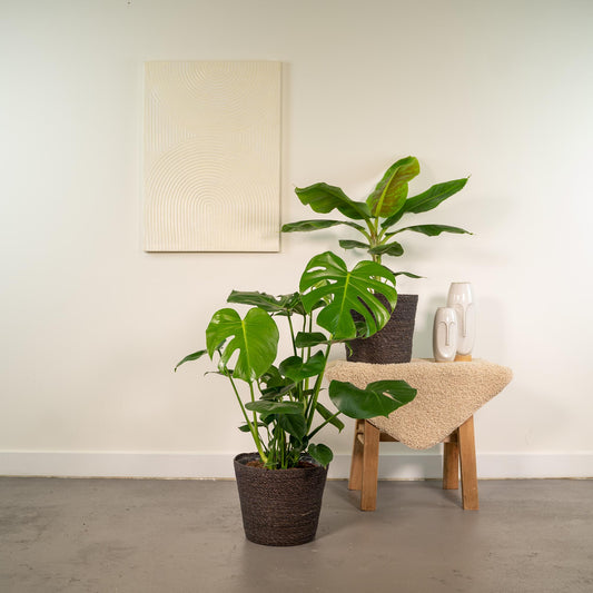 Monstera Deliciosa - Ø21cm - ↕75cm + Musa Dwarf Cavendish - Ø21cm - ↕90cm + Korb Igmar
