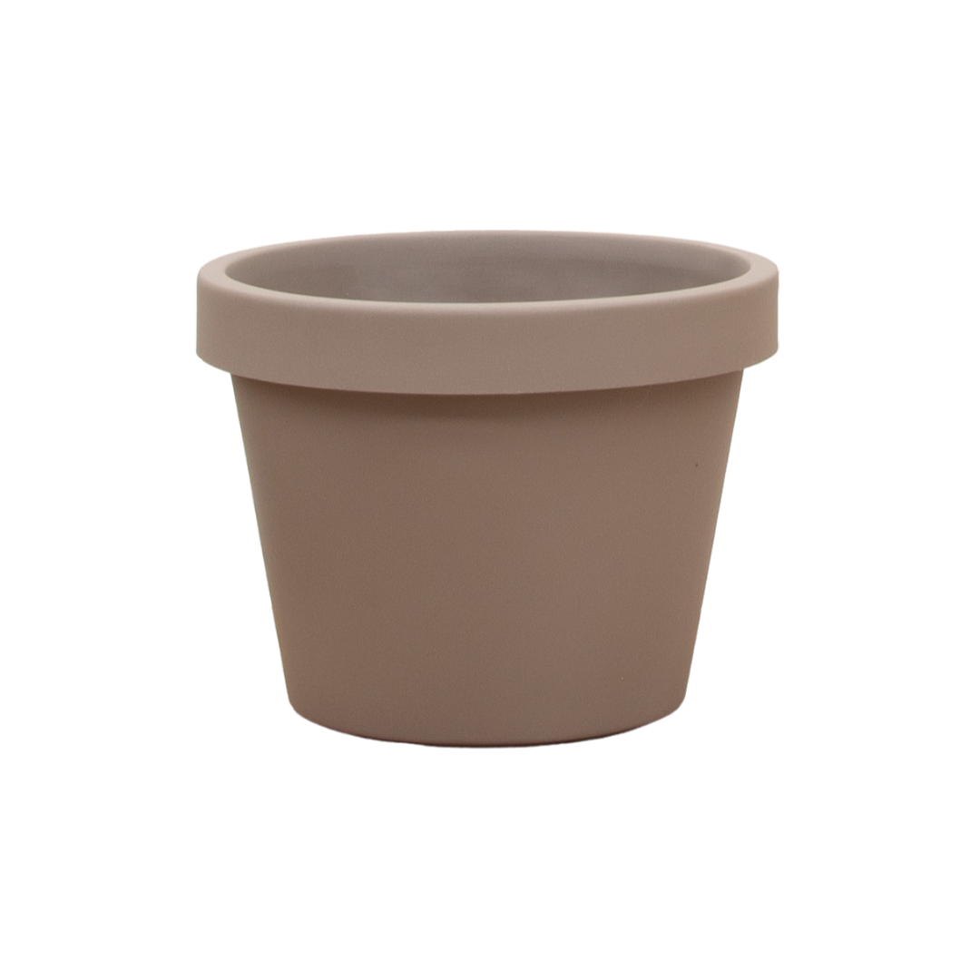 Geigenfeige 'Lira Tortora' – 65 cm pflegeleichte Zimmerpflanze