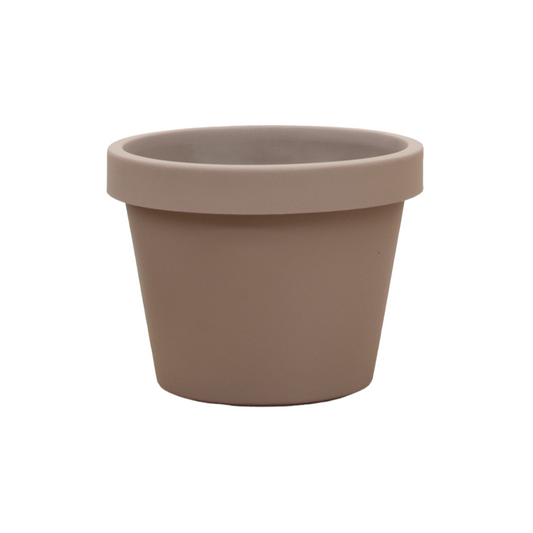 Geigenfeige 'Lira Tortora' – 65 cm pflegeleichte Zimmerpflanze