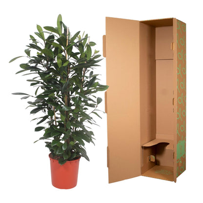 Afrikanischer Feigenbaum – Exotische Zimmerpflanze 180 cm