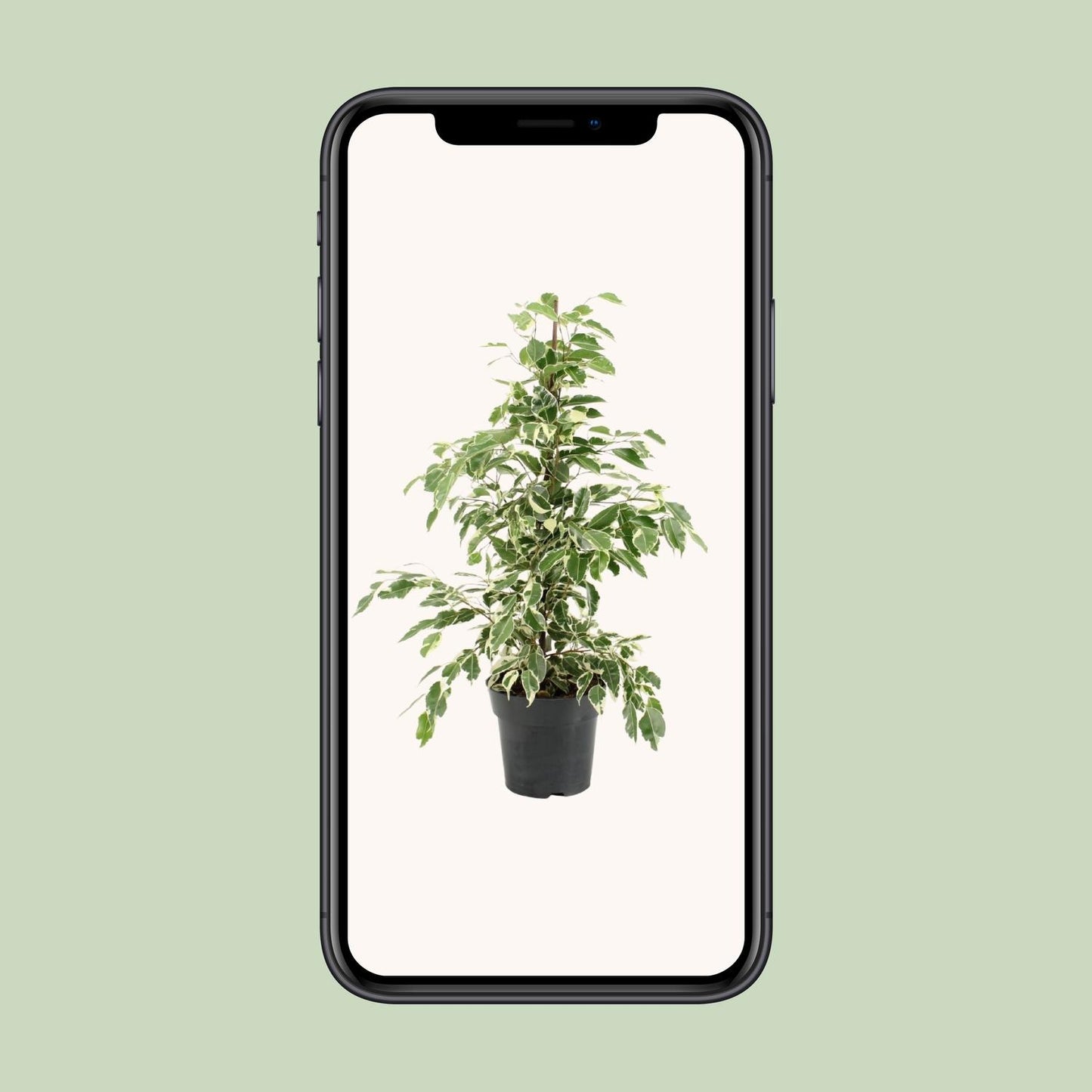 Ficus Benjamina Twilight - Ø17cm - ↕70cm