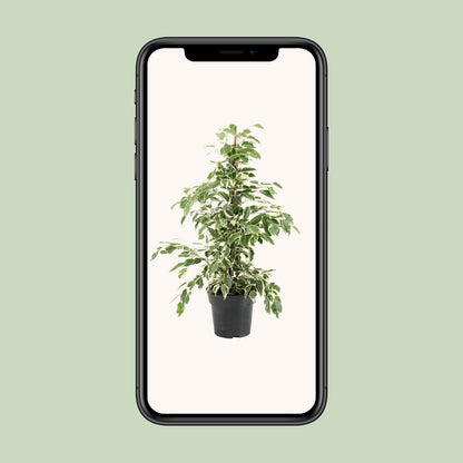 Ficus Benjamina Twilight - Ø17cm - ↕70cm