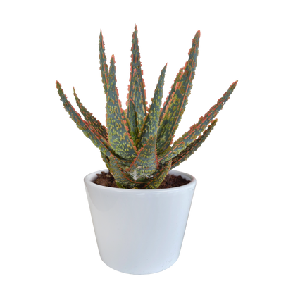 Zebra-Aloe 'Dannyz' – Exotische, pflegeleichte Sukkulente