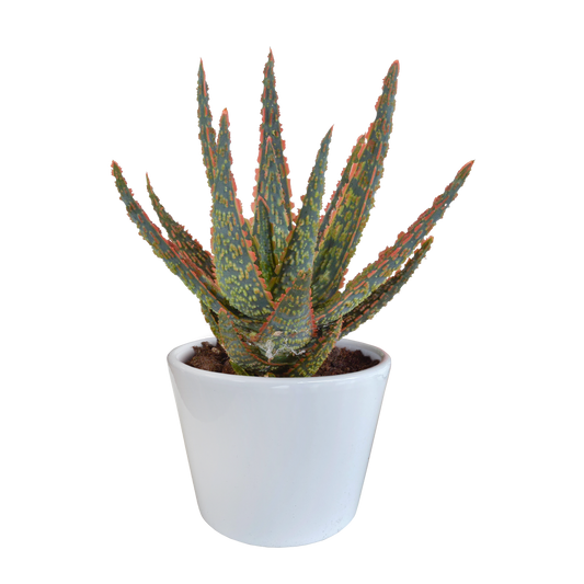 Zebra-Aloe 'Dannyz' – Exotische, pflegeleichte Sukkulente