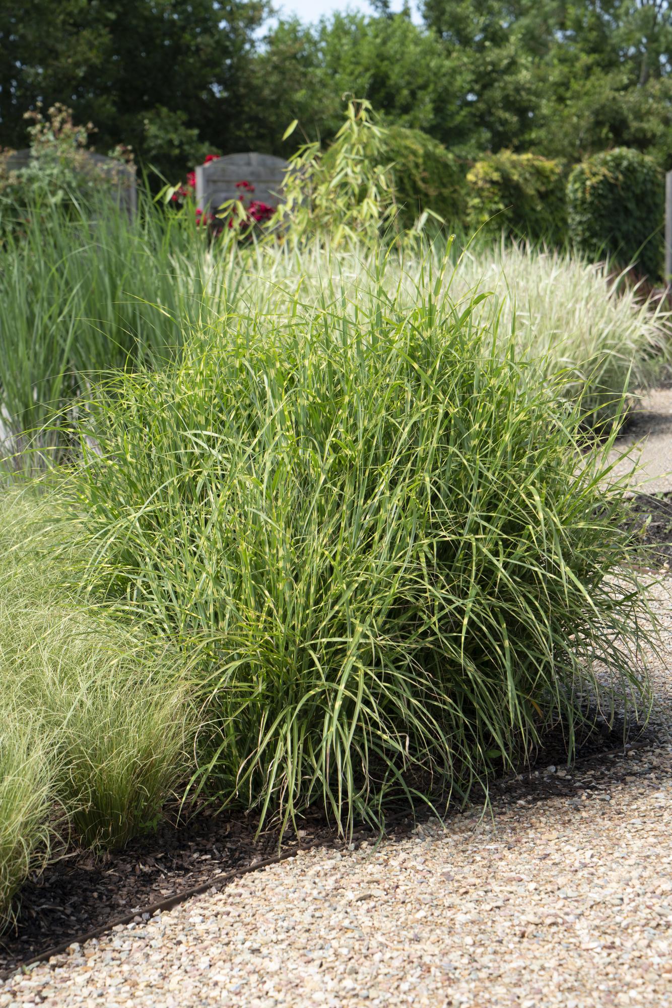 Miscanthus sinensis Strictus - Ø23cm - ↕60cm - Ø19 - ↨50cm