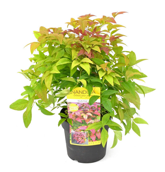Nandina dom. 'Blush Pink' - Ø19cm - ↕30cm