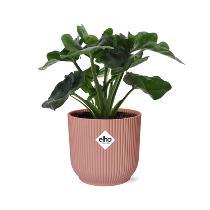Philodendron Atom in ELHO Vibes Fold 14cm roze