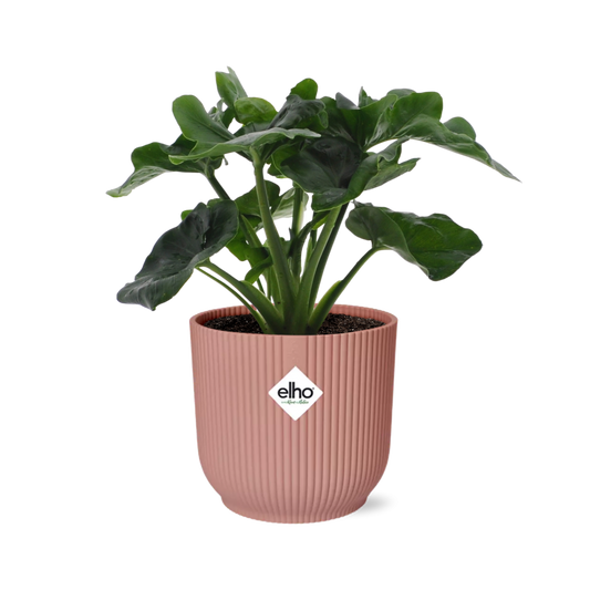 Philodendron Atom in ELHO Vibes Fold 14cm roze