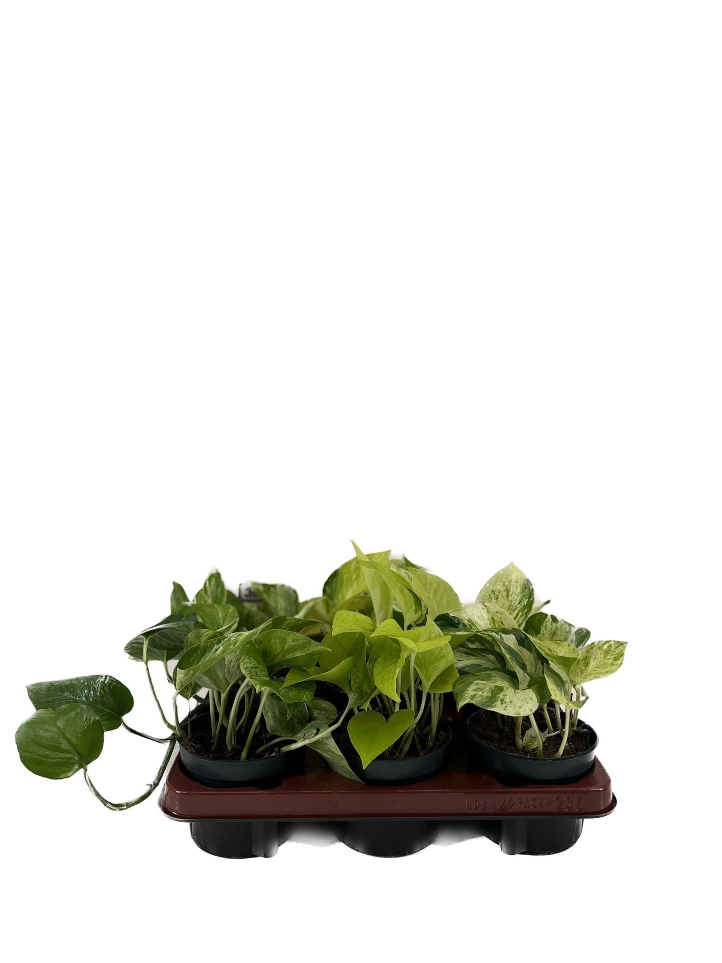 Epipremnum Mix - 6 Stücke - Ø12cm - ↕15cm