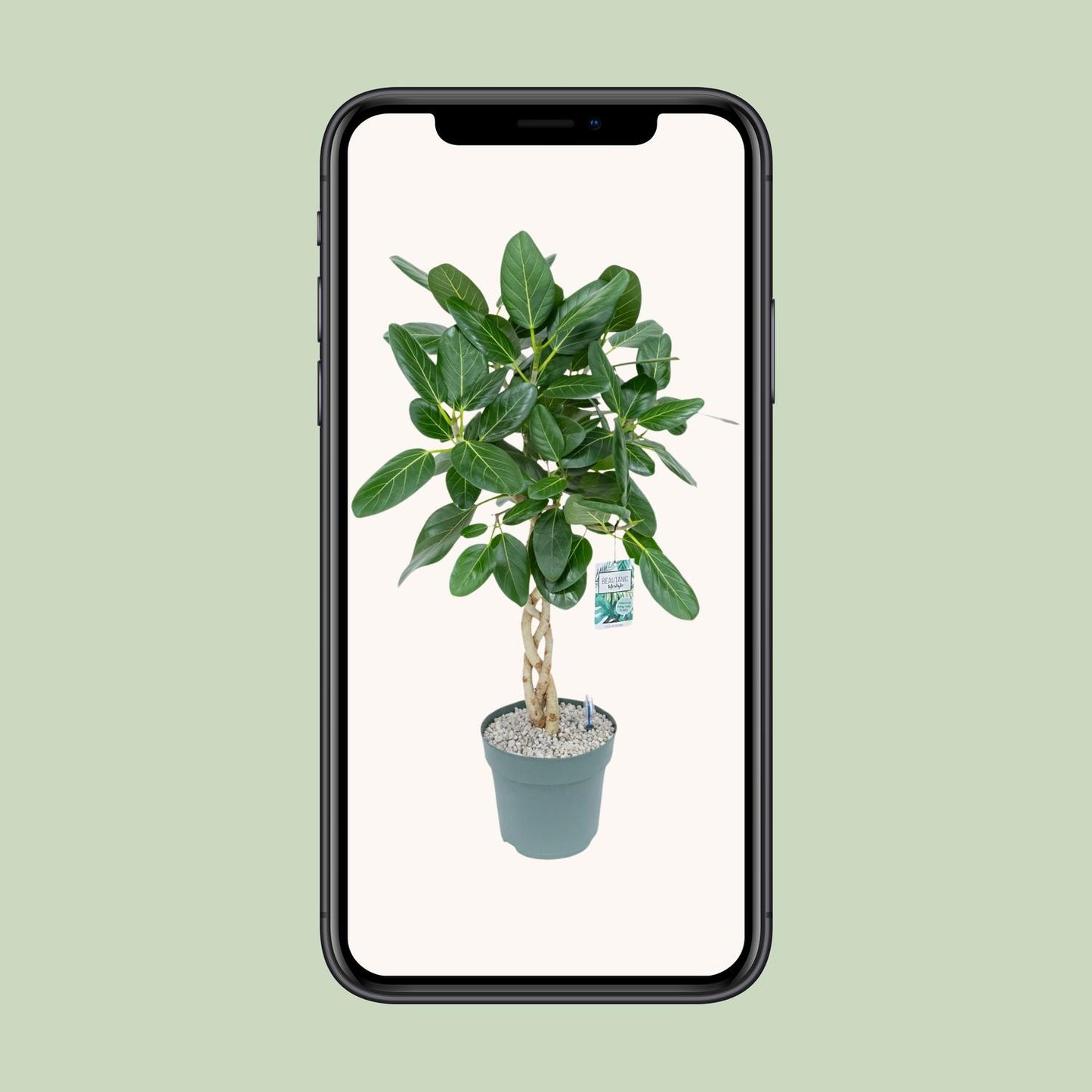 Ficus Altissima - Ø27cm - ↕110cm