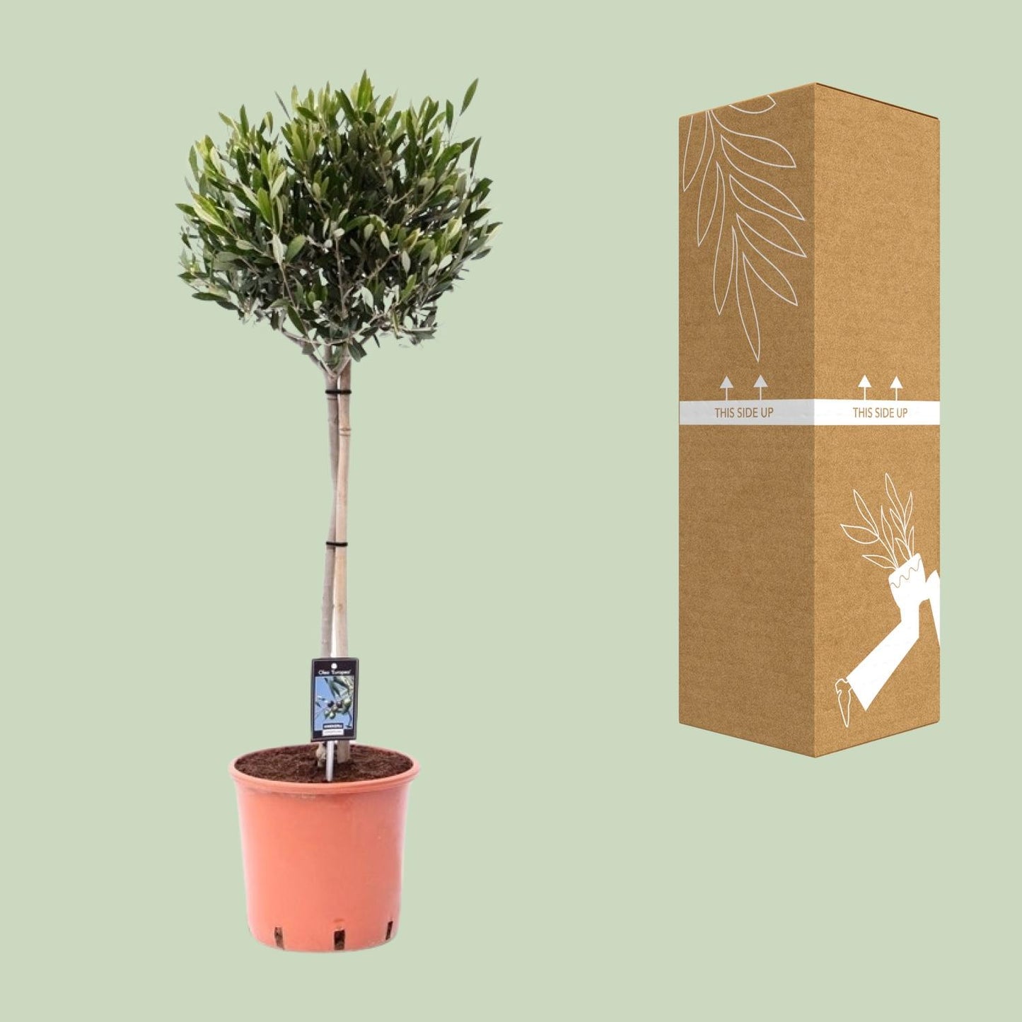 Olea Olijf - Ø22cm - ↕90cm