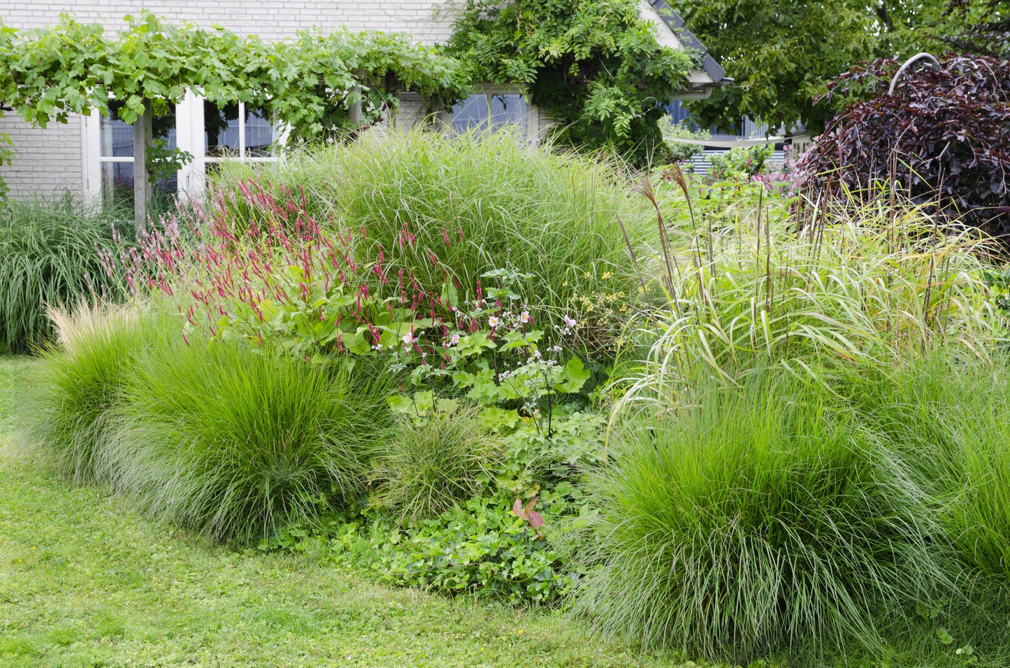 Miscanthus sinensis Ferner Osten - Ø19cm - ↕50cm - Ø19 - ↨50cm