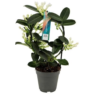 Stephanotis Boog 7-8 Tros P12 - Ø12cm - ↕40cm