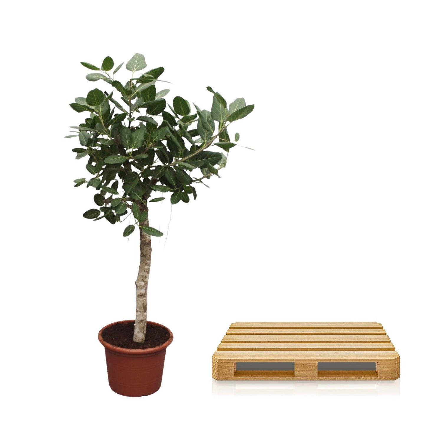 Bengalische Feige 200 cm – Exotischer Großbaum für Innen & Außen