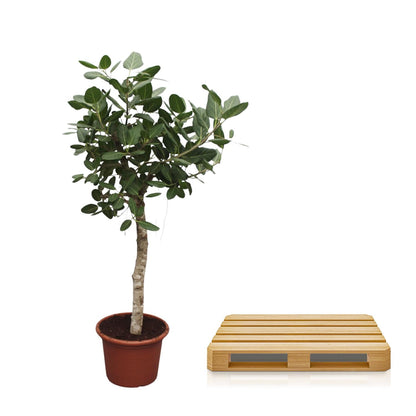 Bengalische Feige 200 cm – Exotischer Großbaum für Innen & Außen