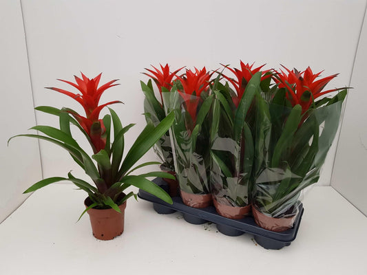 Guzmanie "Amoretto" Blanco Hoes 55cm - Ø13cm - ↕55cm