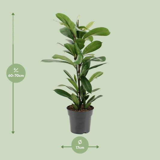 Ficus Cyathistipula - Ø17cm - ↕70cm