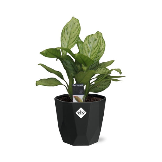 Aglaonema Christina in 14cm b.for rock living black
