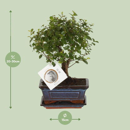 Bonsai 'Sageretia' - Bol Vorm - Ø15cm - ↕30cm