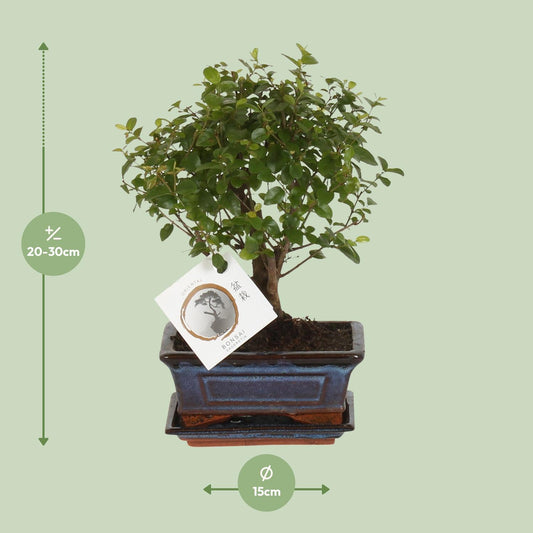 Bonsai 'Sageretia' - Bol Vorm - Ø15cm - ↕30cm