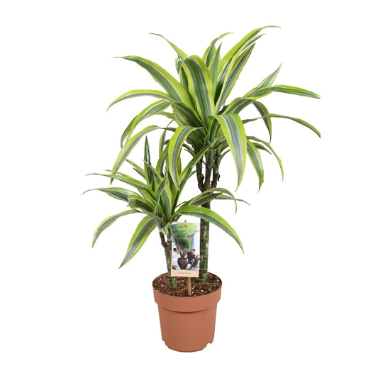 Dracaena Lemon Lime - Ø17cm - ↕60cm