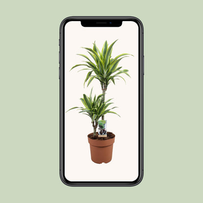 Dracaena Lemon Lime 45-15 - Ø21cm - ↕90cm