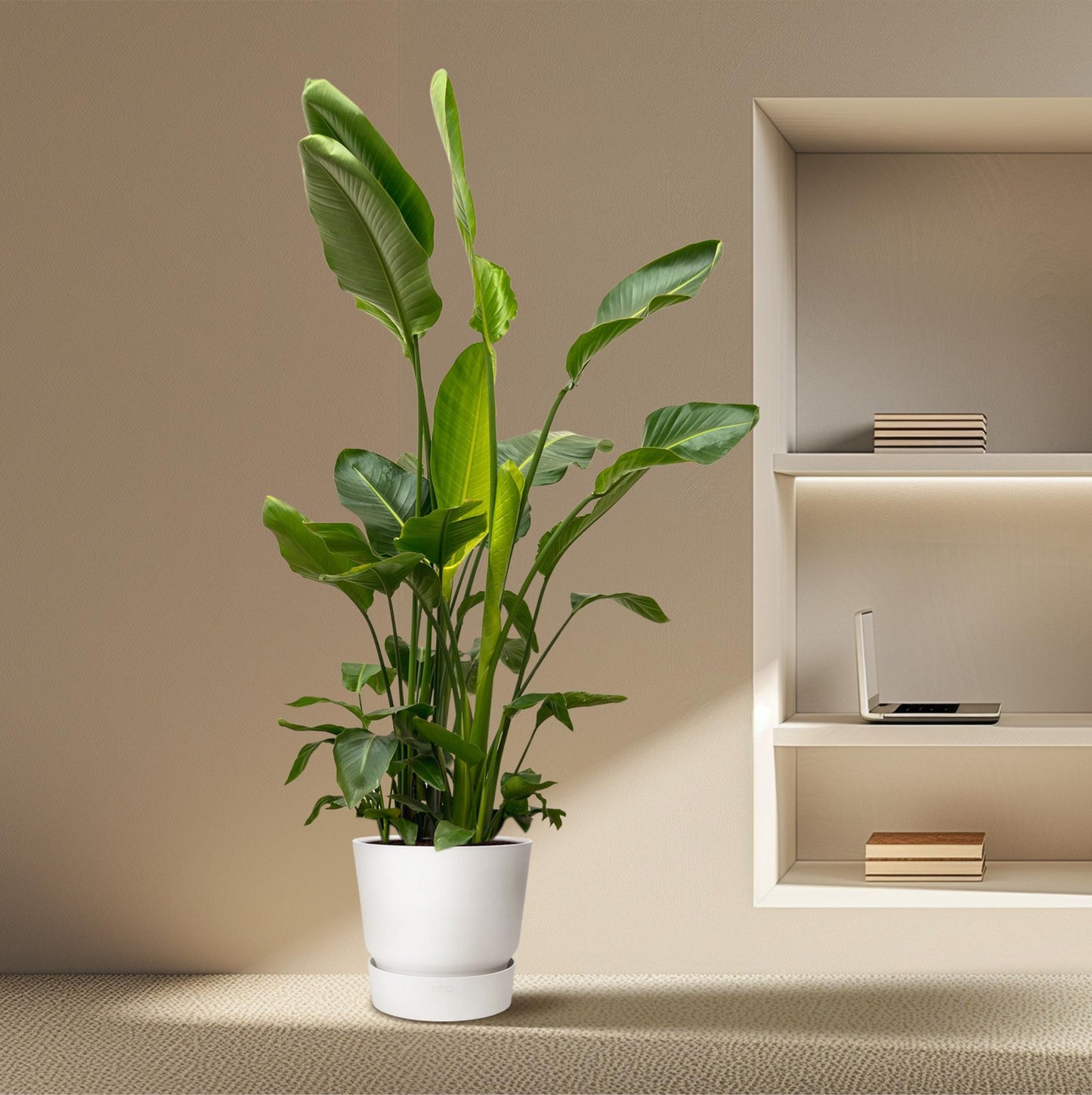 Paradiesvogelblume XXL – Strelitzia Nicolai 250 cm