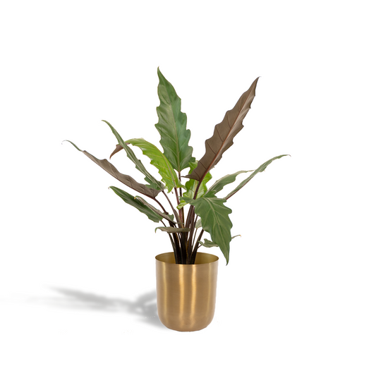Alocasia Lauterbachiana - Ø19cm - ↕80cm + Topf Mayk Gold