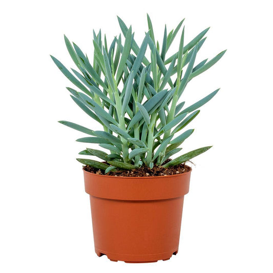 Curio Ficoides Mount Everest 12cm - Ø12cm - ↕24cm
