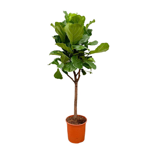 Geigenfeige 170 cm – Elegante, pflegeleichte Zimmerpflanze