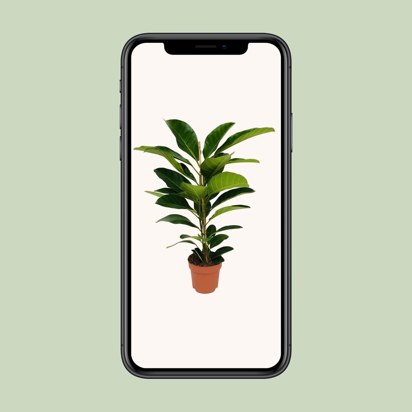 Ficus Benghalensis Roy - Ø21cm - ↕90cm