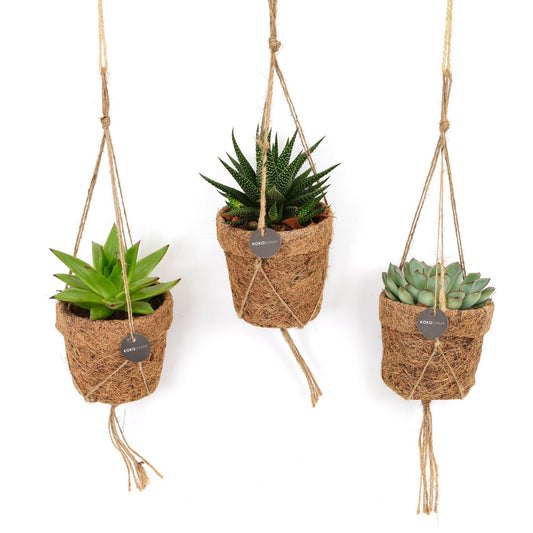 Kokopot String Succulehnt Mix - 3 Stücke - Ø10cm - ↕15cm