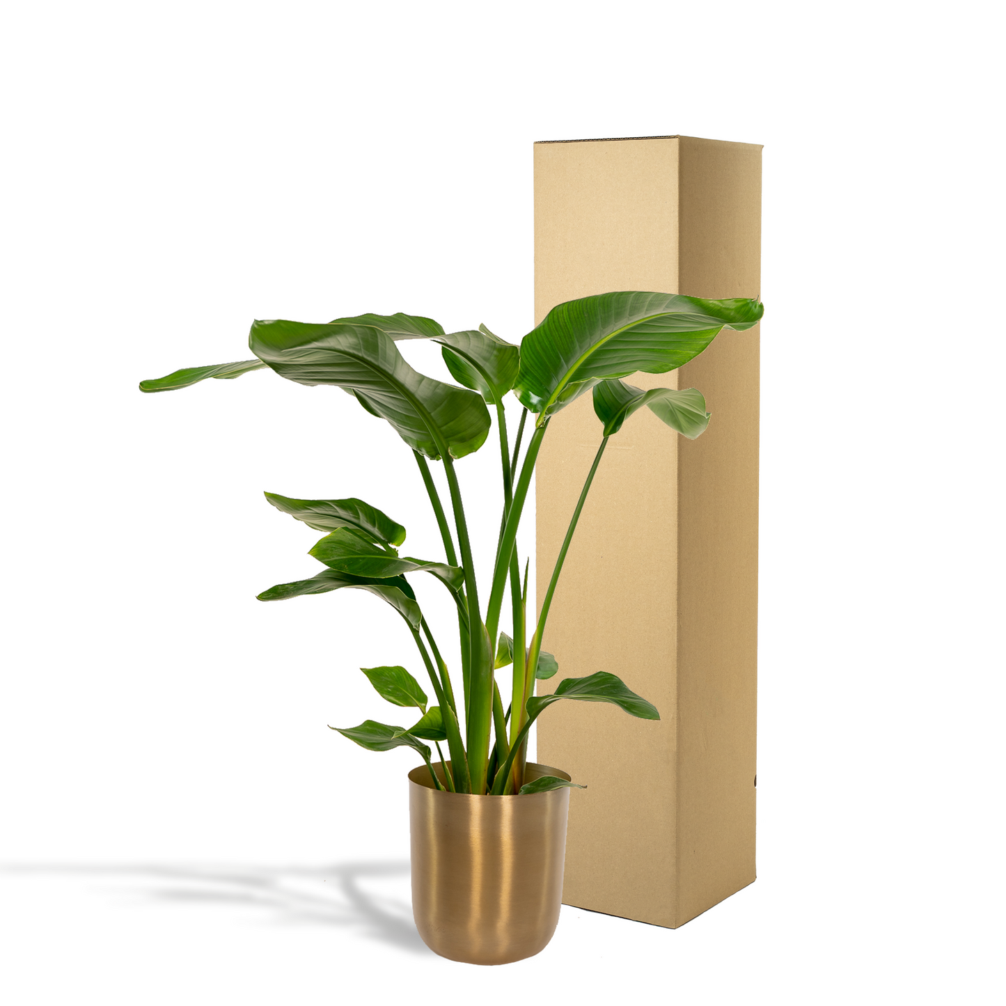 Strelitzia Nicolai - Ø19cm - ↕90cm + Topf Mayk Gold