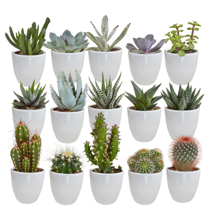 Kakteen & Sukkulenten Mix – 15 pflegeleichte Pflanzen im 5,5 cm Topf
