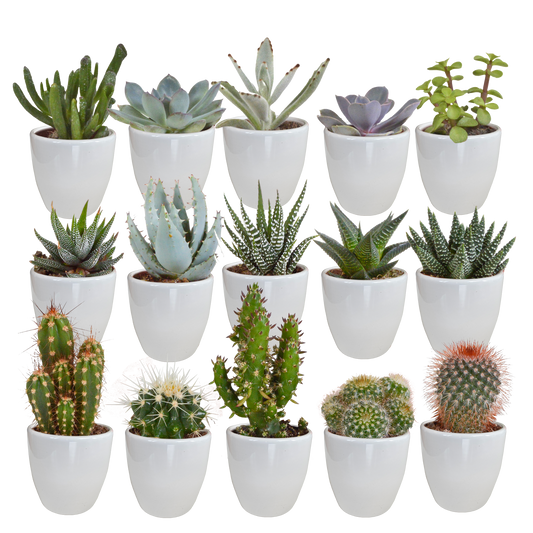 Kakteen & Sukkulenten Mix – 15 pflegeleichte Pflanzen im 5,5 cm Topf