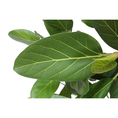 Bengalische Feige 140 cm – Tropische Zimmerpflanze