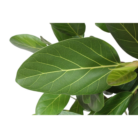 Bengalische Feige 140 cm – Tropische Zimmerpflanze