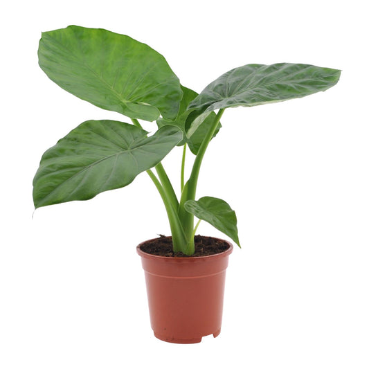 Alocasia Macrorrhiza - Ø17cm - ↕50cm