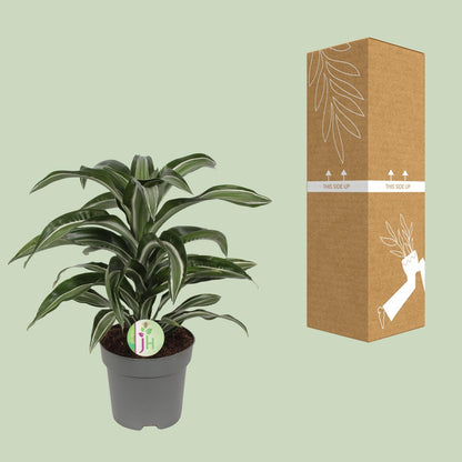 Dracaena Jade Jewel - Ø17cm - ↕50cm
