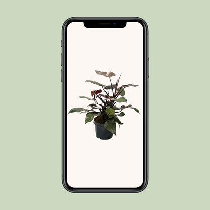 Philodendron Pink Princess - Ø21cm - ↕65cm