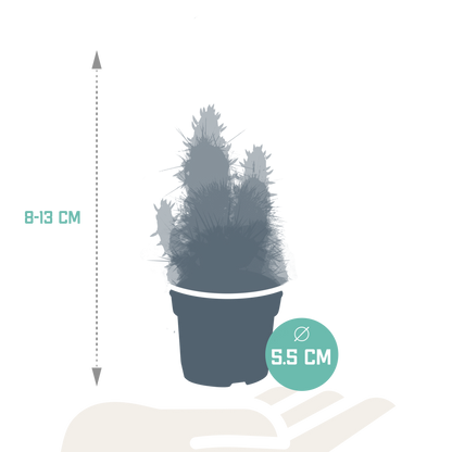 Cactus en vetplanten Mischung 5,5 cm | 15 stück - zonder pot