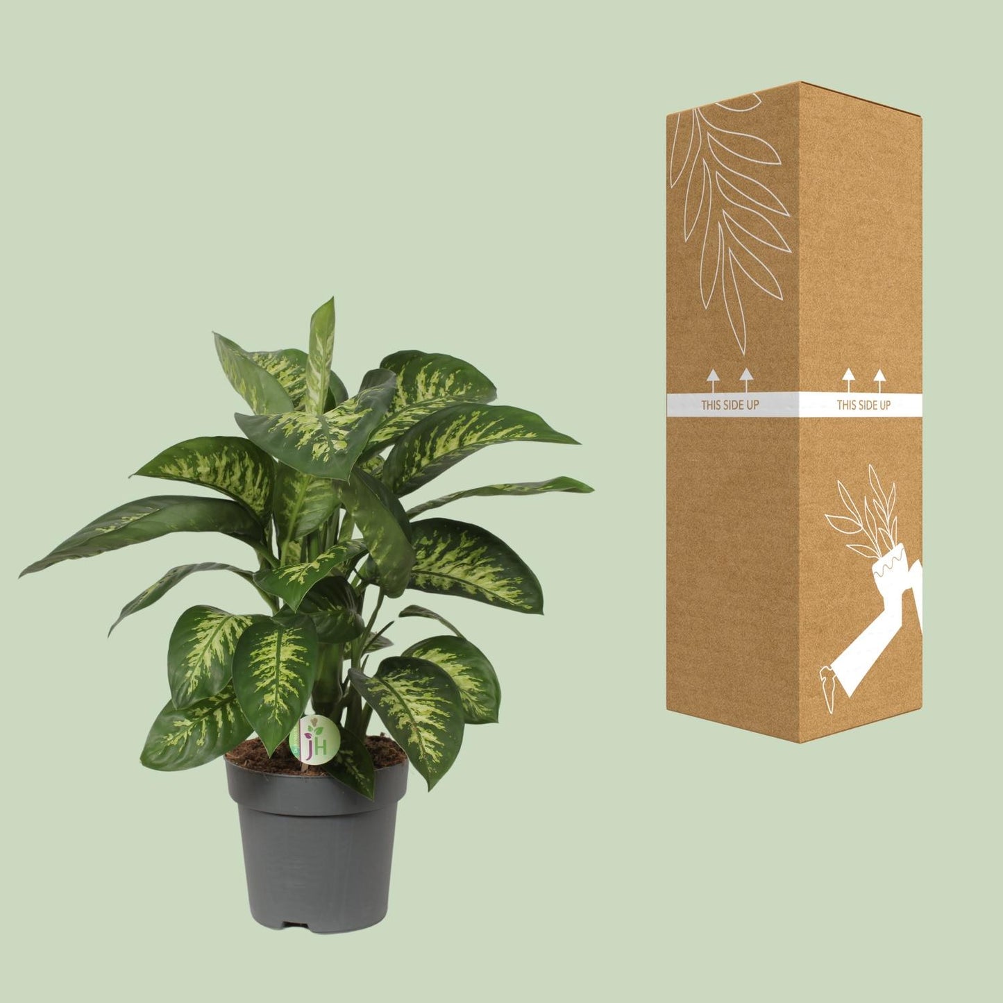 Dieffenbachia Reeva - Ø24cm - ↕75cm