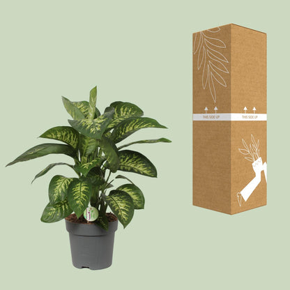 Dieffenbachia Reeva - Ø24cm - ↕75cm
